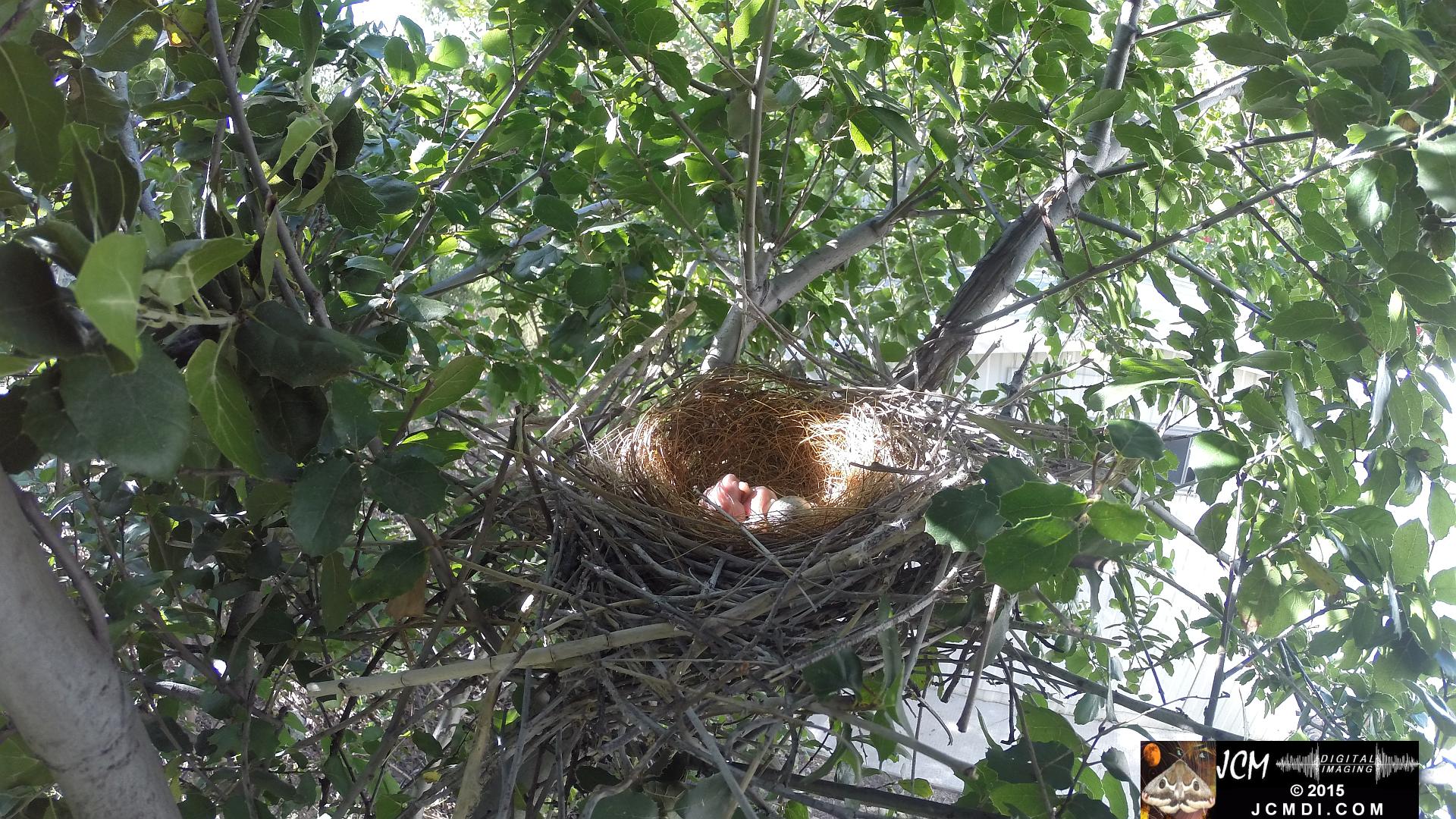 Scrub jay vacant nest with 2 chicks in Santa Clarita, Ca jcmdi.com